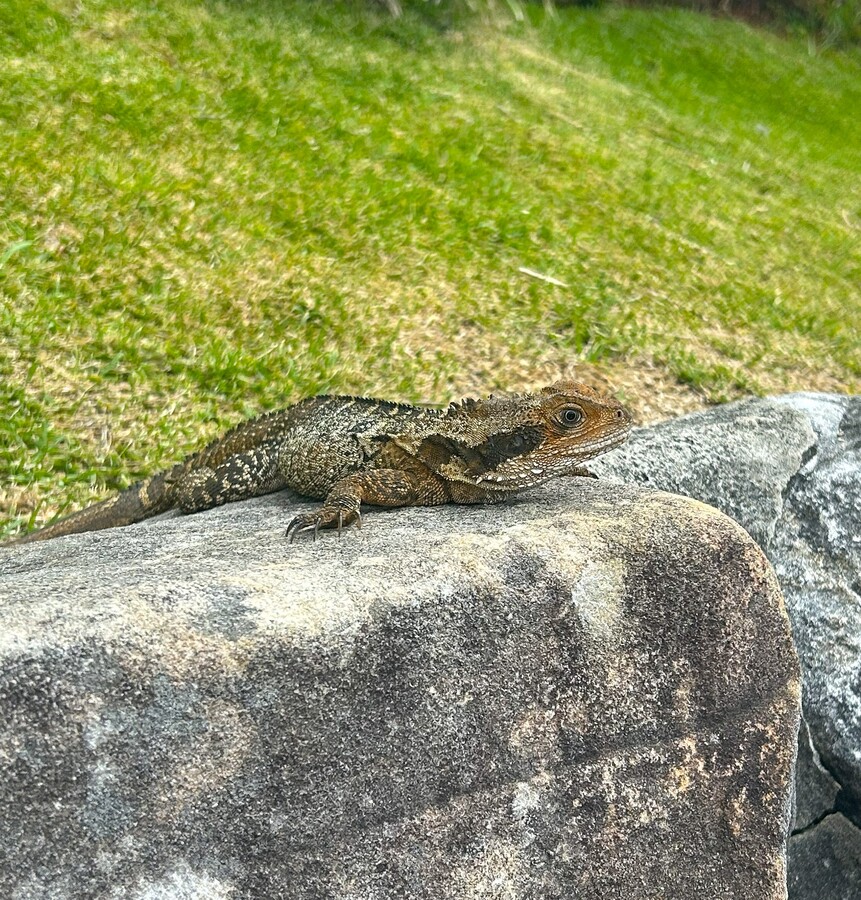 Lazy Lizard